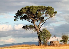 Paysage du Tarn