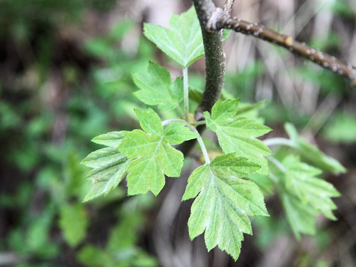 Jusqu'au bout du danger'